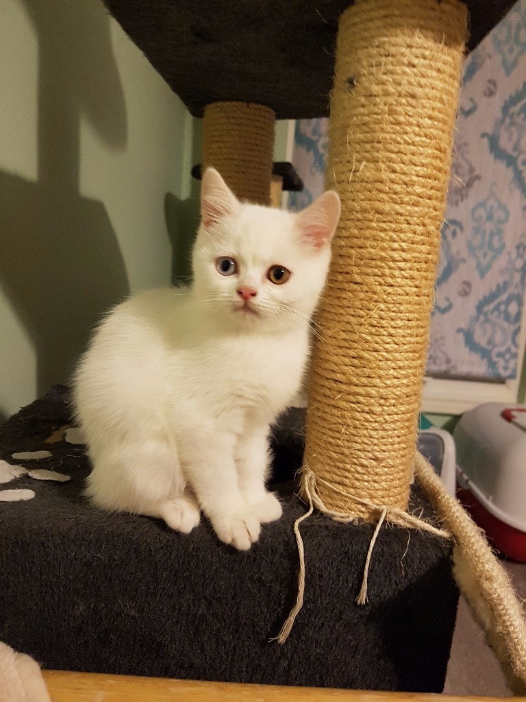 Kittens for sale in Reading, Berkshire Gumtree