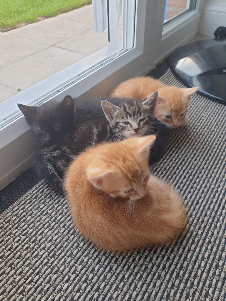 Kittens For Sale In Goole East Yorkshire Gumtree