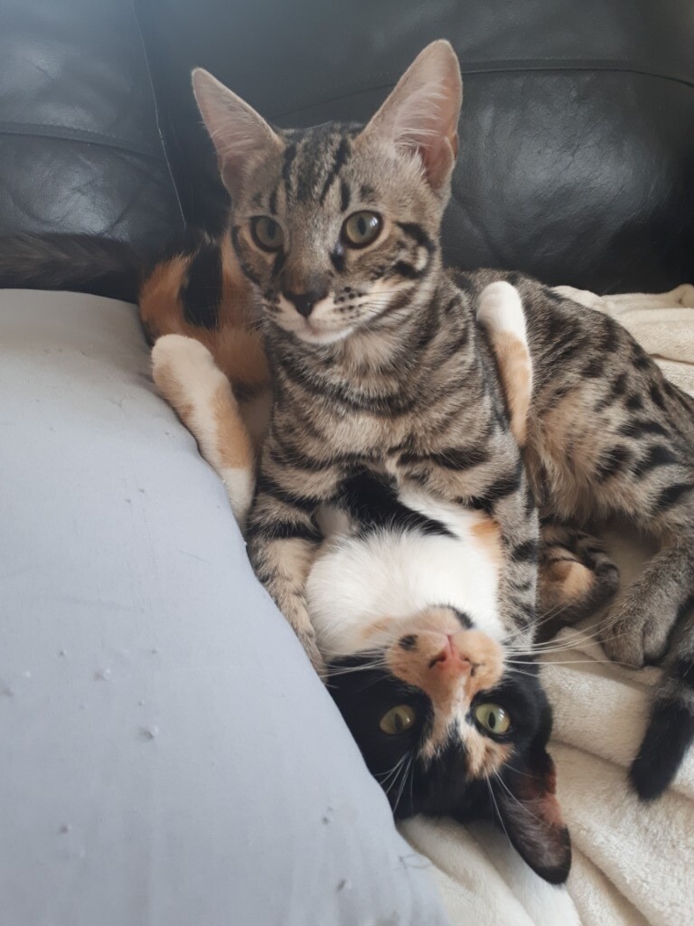 Savannah Cat In Plymouth Devon Gumtree