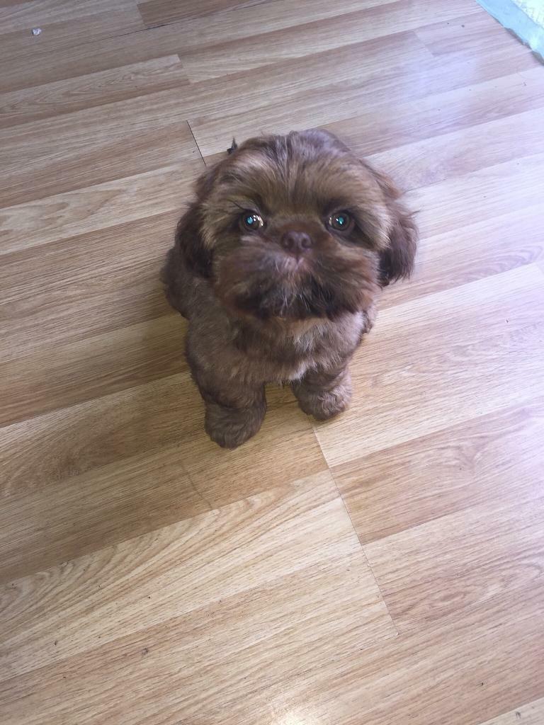 Chocolate orange imperial shih tzu boy puppy in Bournemouth, Dorset Gumtree