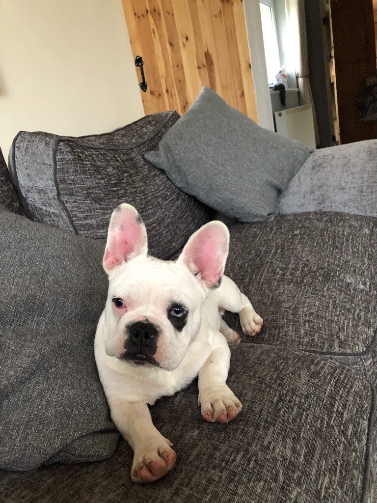 French bulldog boy for sale in Stafford, Staffordshire Gumtree