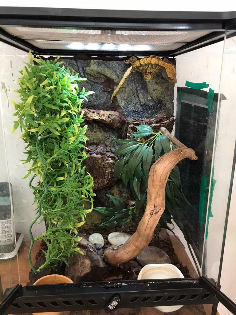 Crested GECKO and full set up .. | in Rustington, West Sussex | Gumtree