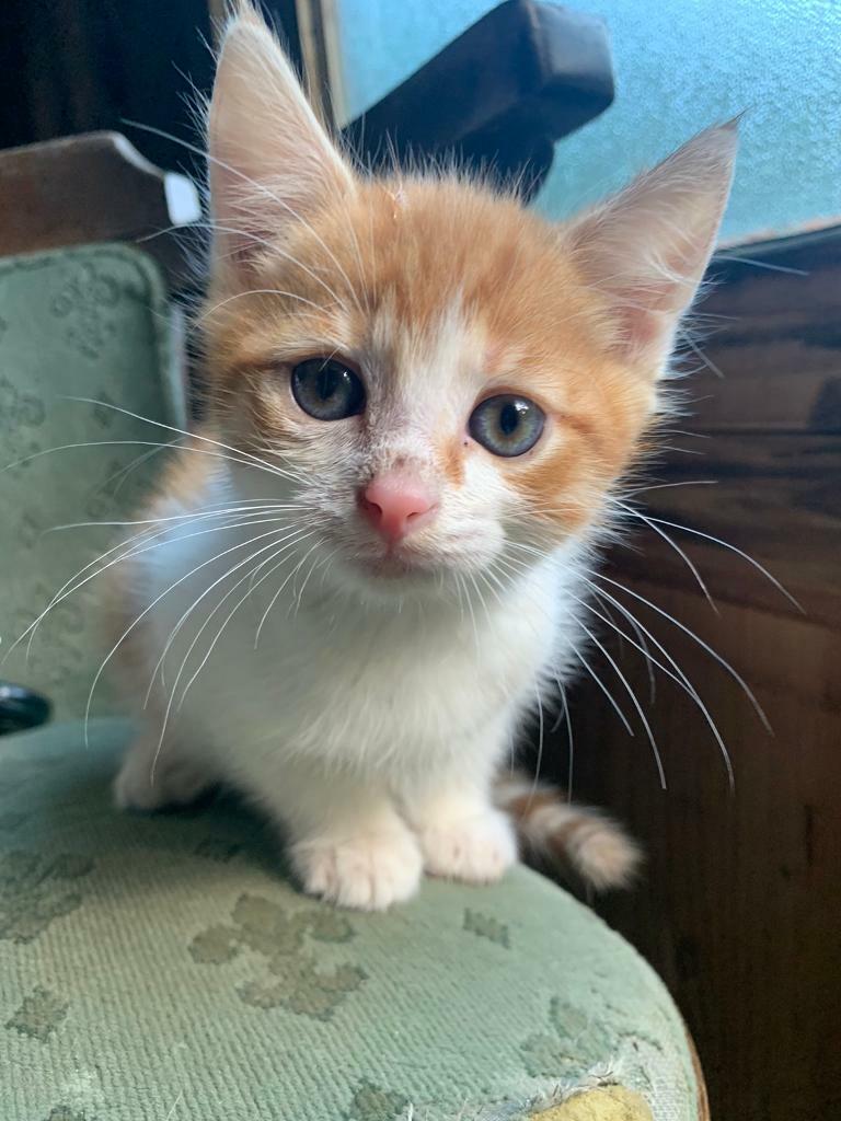 Kittens for sale in Telford, Shropshire Gumtree