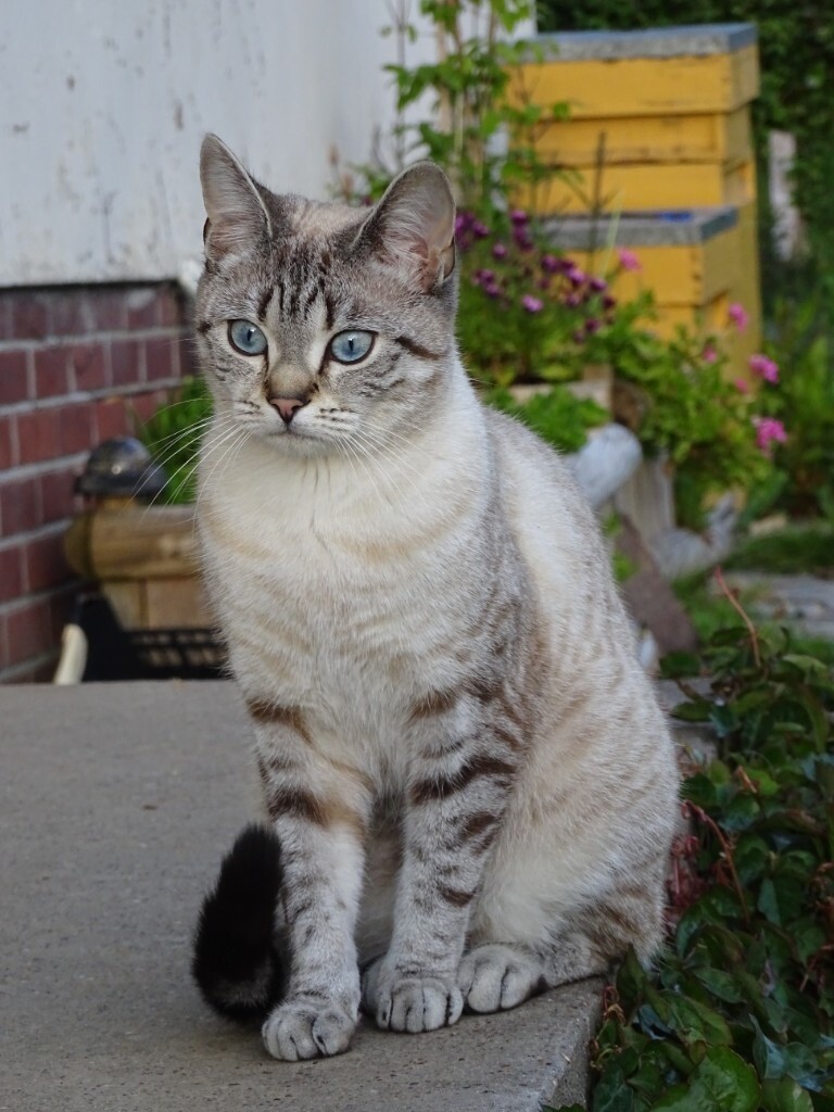 Beutiful Mixed Breed Kitten for sale in Devon Gumtree