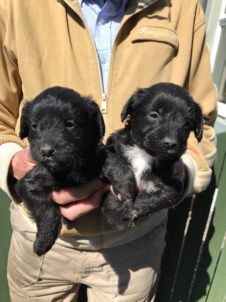Jackadoodle puppies in Angus Gumtree