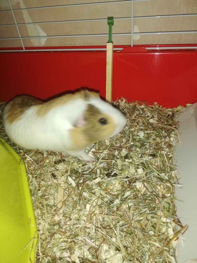 3 male Guinea pigs, large grey cage in Newtownabbey, County Antrim