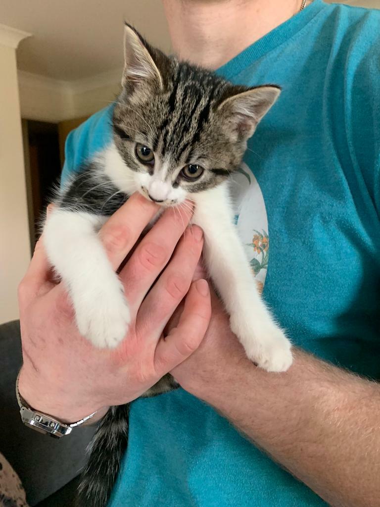 11 weeks old kitten for sale | in Newbury, Berkshire | Gumtree