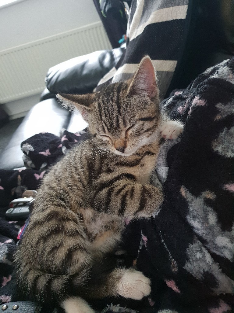 Female kitten in Timperley, Manchester Gumtree