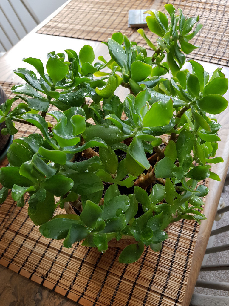 Jade plant, Money Plant, Crassula Ovata, Friendship Tree, succulent