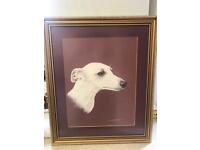 A whippet picture 