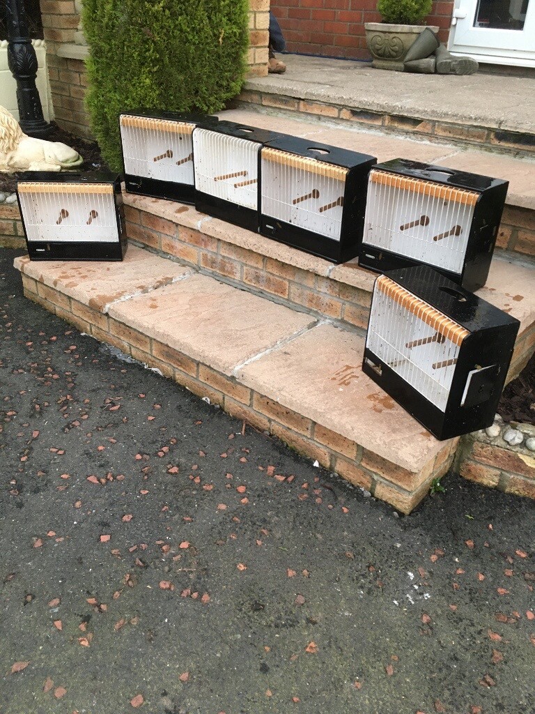 Bird carrying boxes in Wingate, County Durham Gumtree