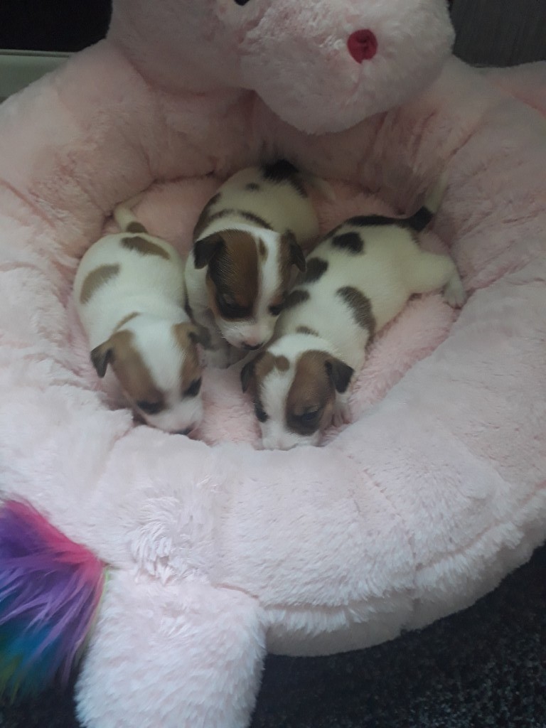 Miniature jack Russel puppies in Brampton, Cumbria Gumtree