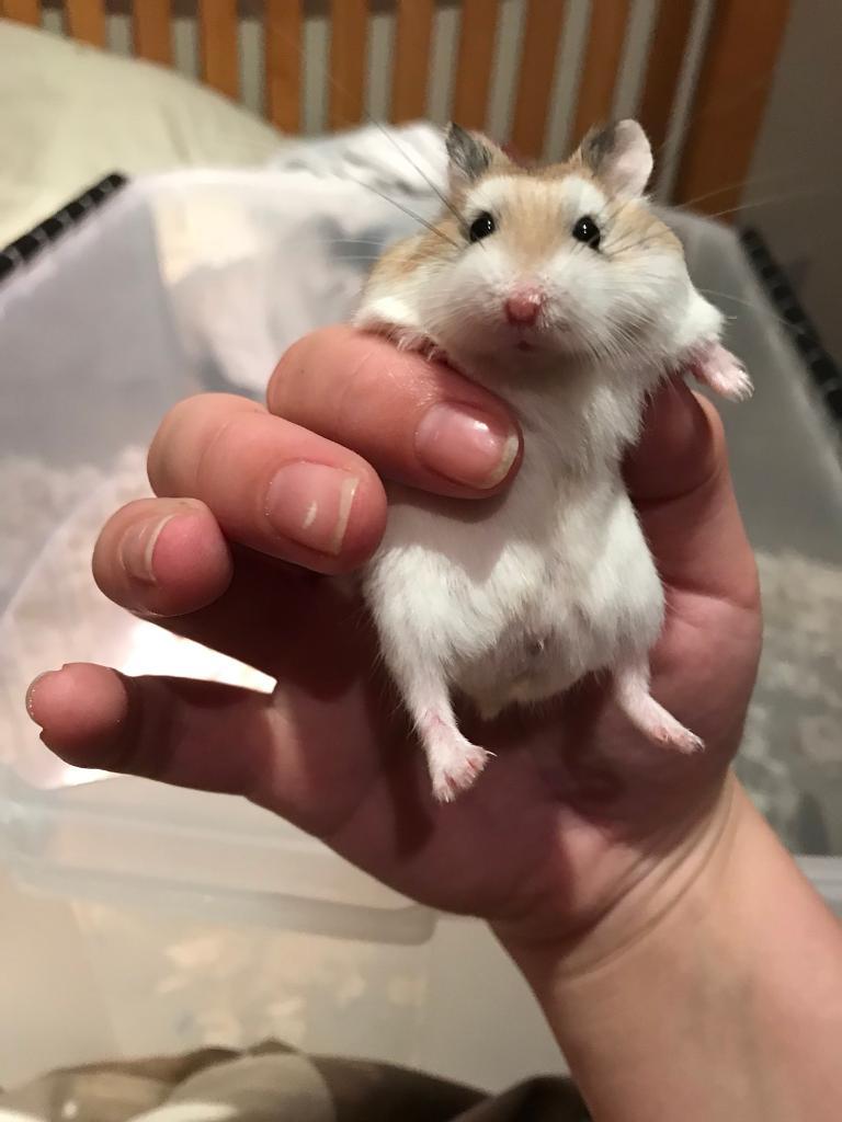 Russian hamster to adopt RESERVED in Farnborough, Hampshire Gumtree