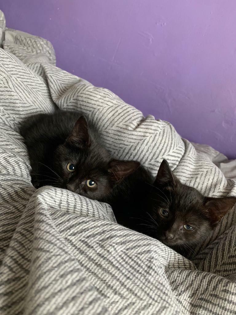 2 Beautiful Dark Chocolate Kittens for sale in Heathrow, London Gumtree