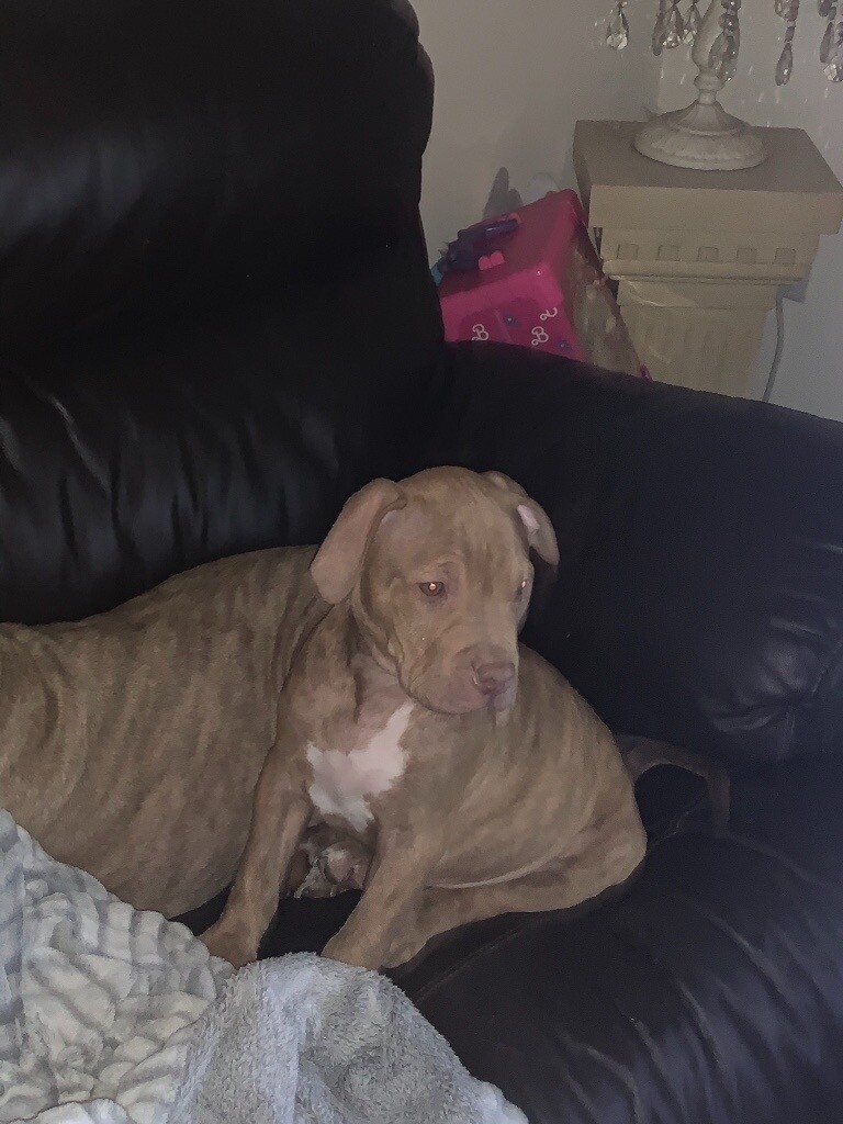 Female xl bully last of litter in Hook, Hampshire Gumtree