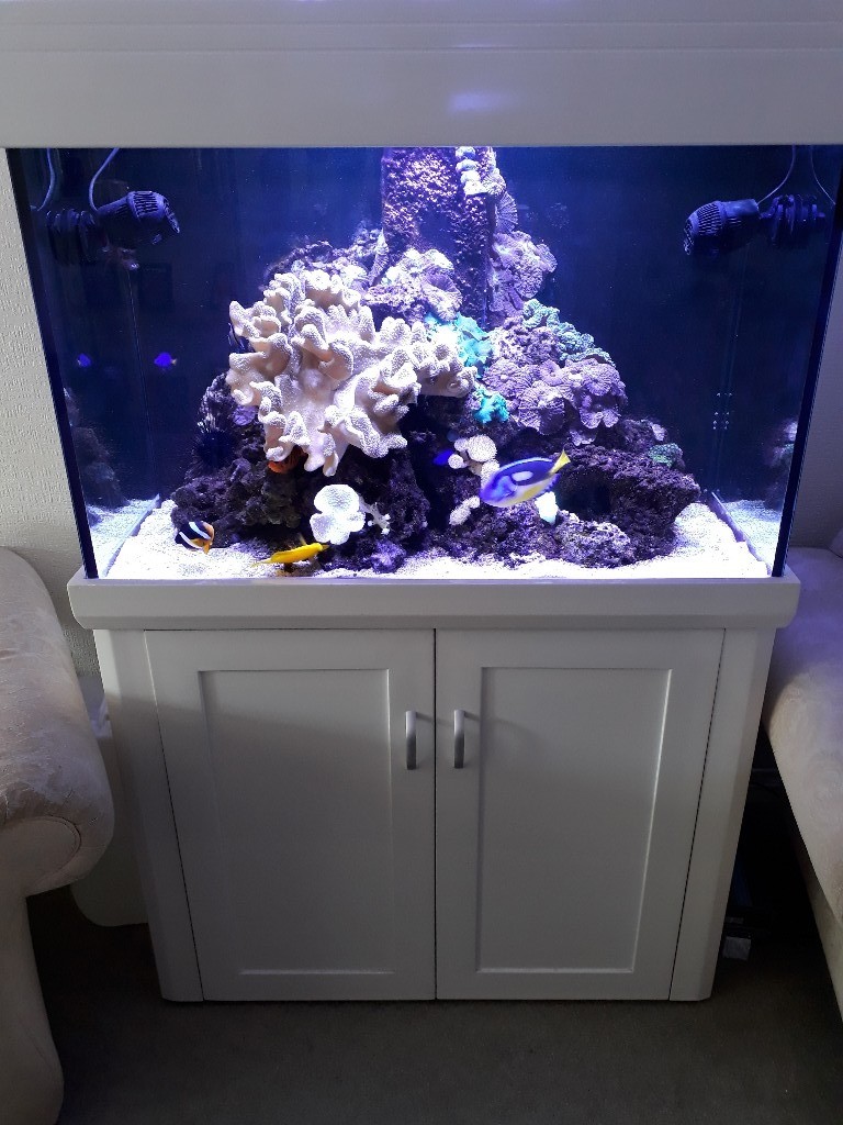 Aqua Reef 300 complete marine fish tank setup in Sturry, Kent Gumtree
