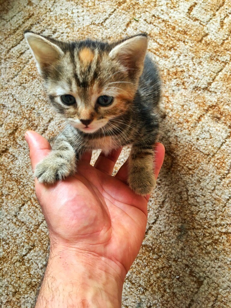 female kitten for Sale in Anfield, Merseyside Gumtree