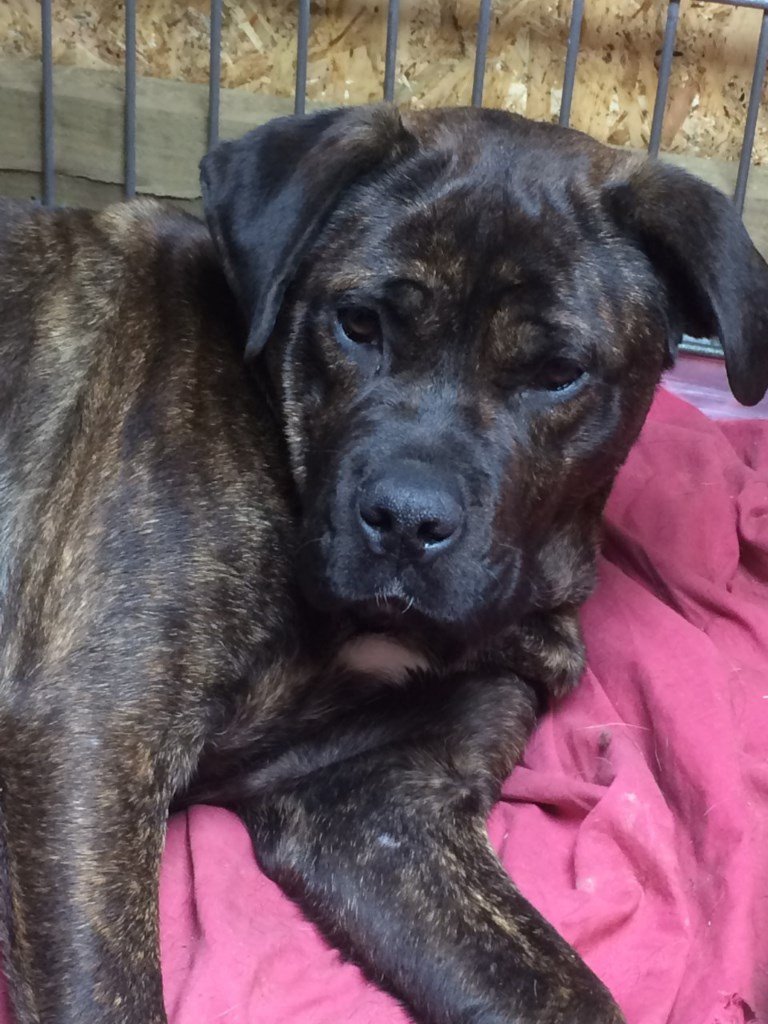 Cane Corso Cross Puppie (Italian Mastiff) in Larkhall, South Lanarkshire Gumtree