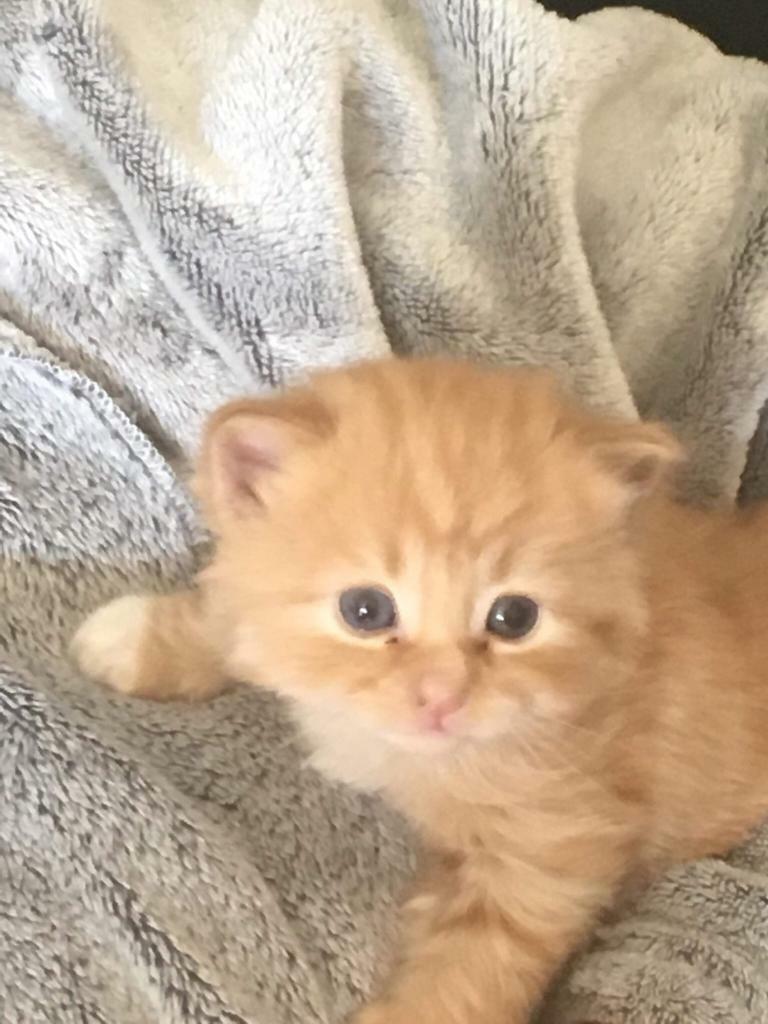 3 male kittens for sale in Kintore, Aberdeenshire Gumtree