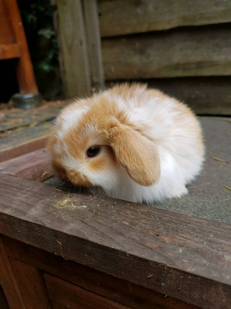 Baby mini lop rabbits in St Mellons, Cardiff Gumtree