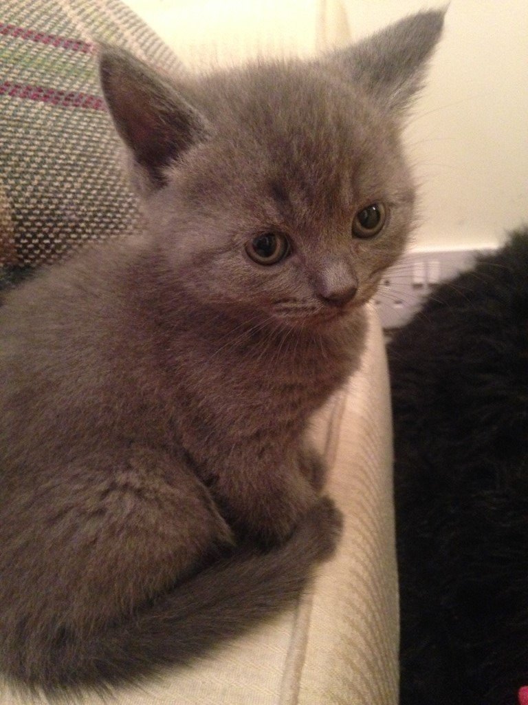 British Blue / British Shorthair Kittens for Sale in Ealing, London