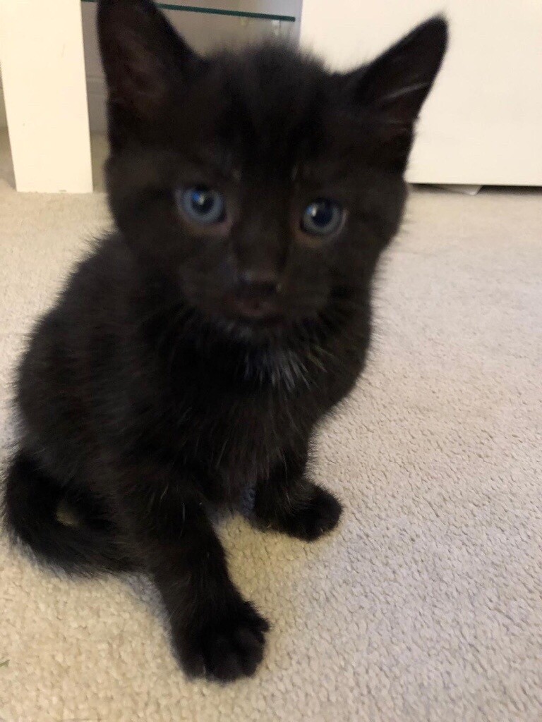 kittens for sale in Whitwick, Leicestershire Gumtree