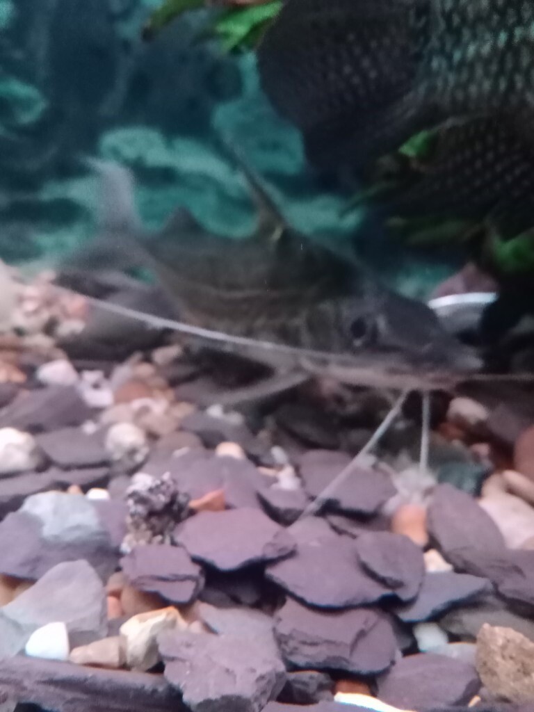 1-male-and-1-female-pair-of-catfish-free-in-chipping-campden