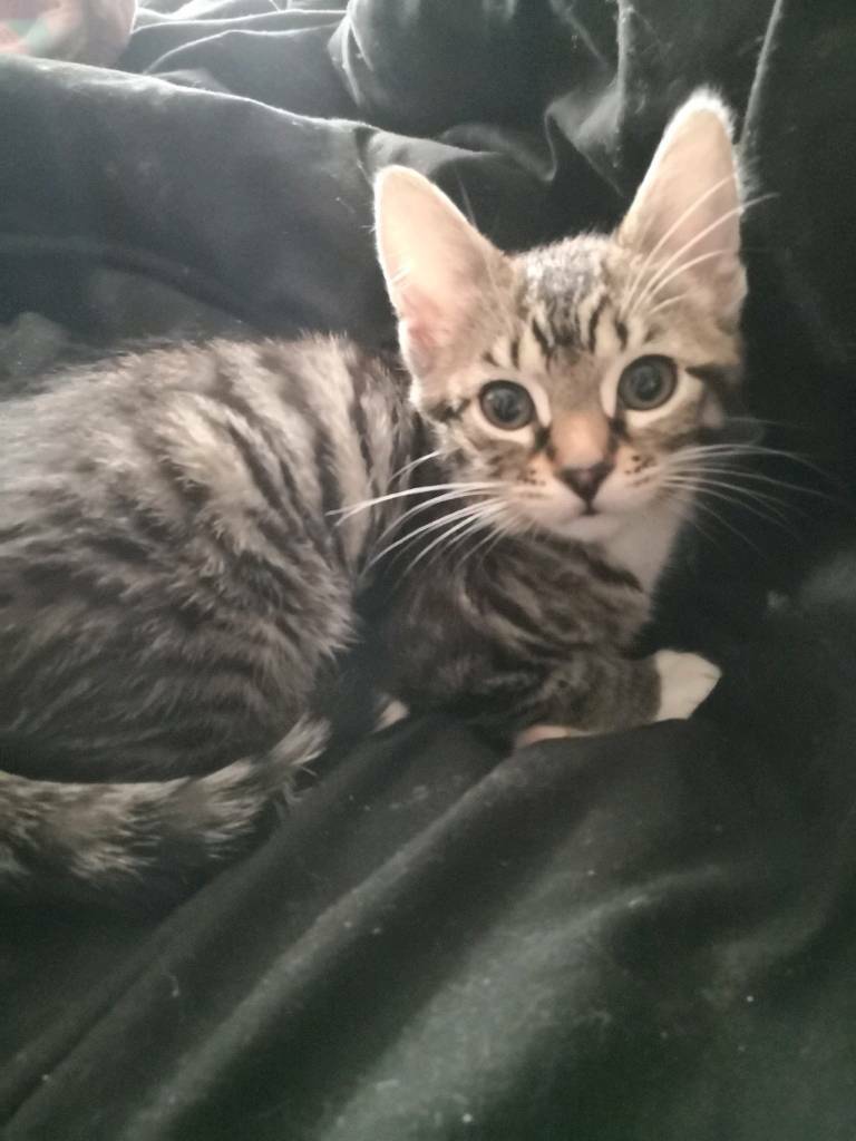 Bengal Cross Kittens in Cambuslang, Glasgow Gumtree