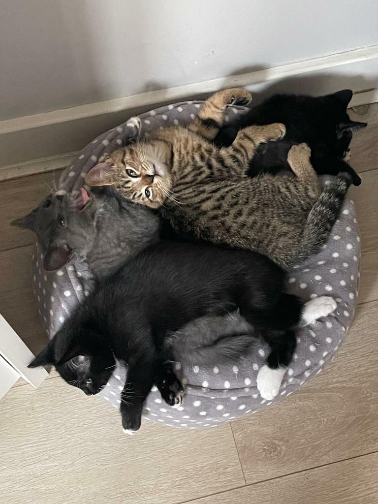 KITTENS in Southampton, Hampshire Gumtree