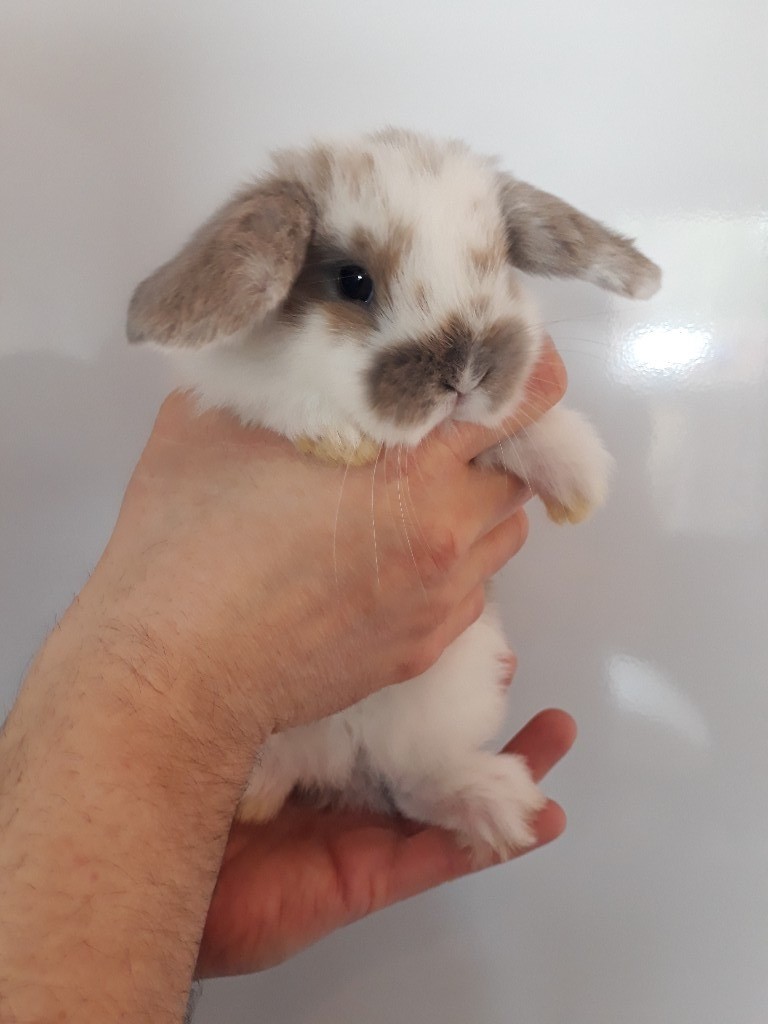 Mini Lop Rabbits in Wembley Park, London Gumtree