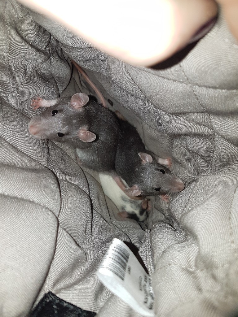 Blue fancy pet rats ready now in Hull, East Yorkshire Gumtree
