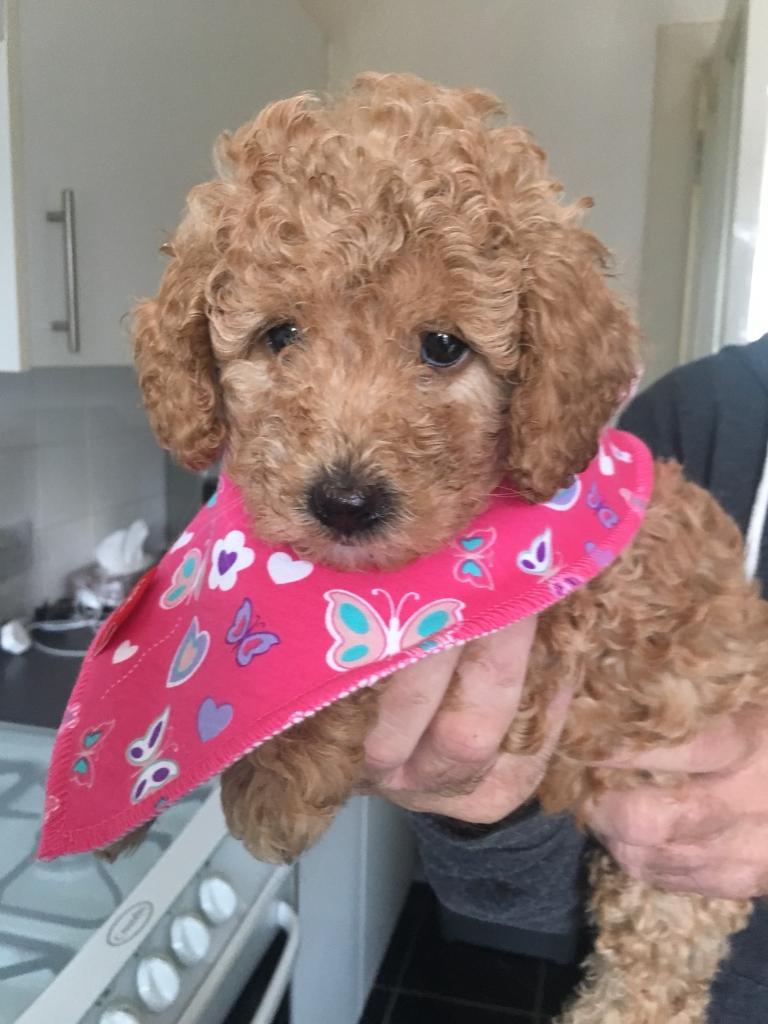 Miniature red poodle in Niddrie, Edinburgh Gumtree