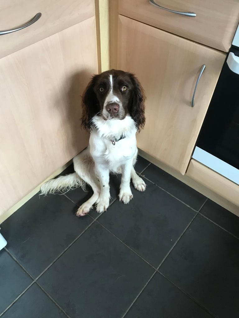 9 month springer spaniel in Wadebridge, Cornwall Gumtree