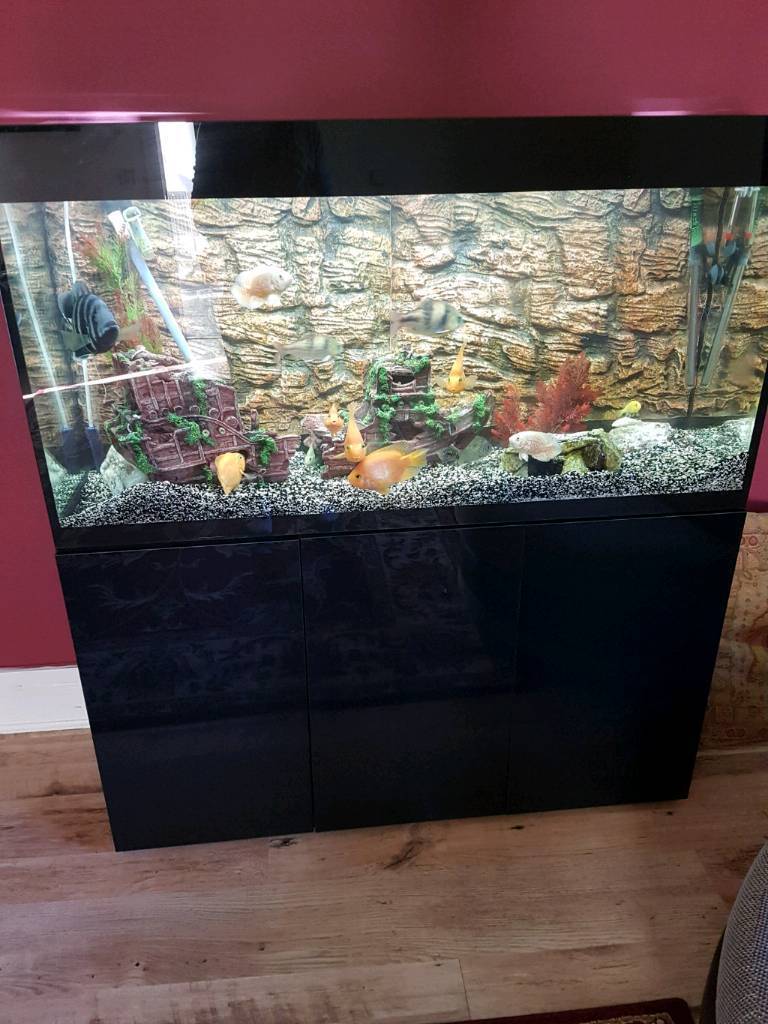 Tropical aquarium  full set  up  fish in Pitlochry Perth 