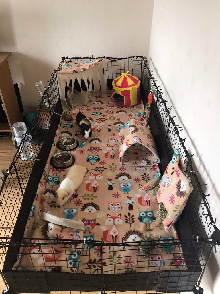 Complete guinea pig set up | in Congresbury, Bristol | Gumtree
