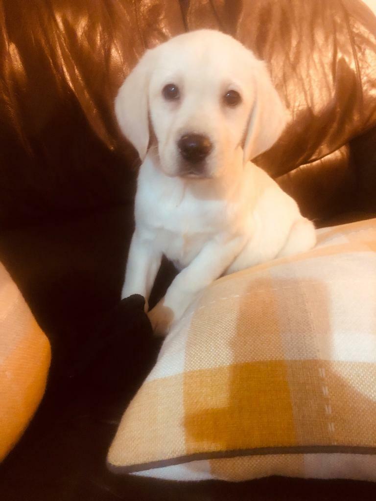 Labrador puppies | in Kinross, Perth and Kinross | Gumtree