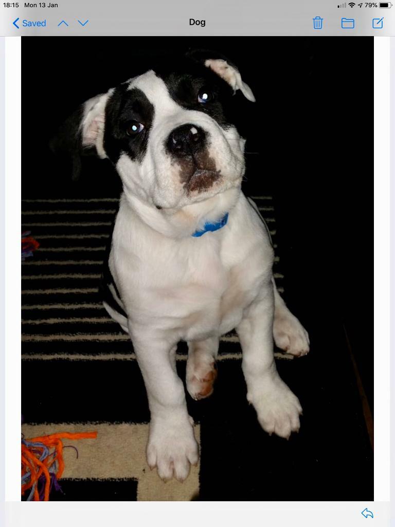 Old tyme english dorset bulldog in Bletchley, Buckinghamshire Gumtree