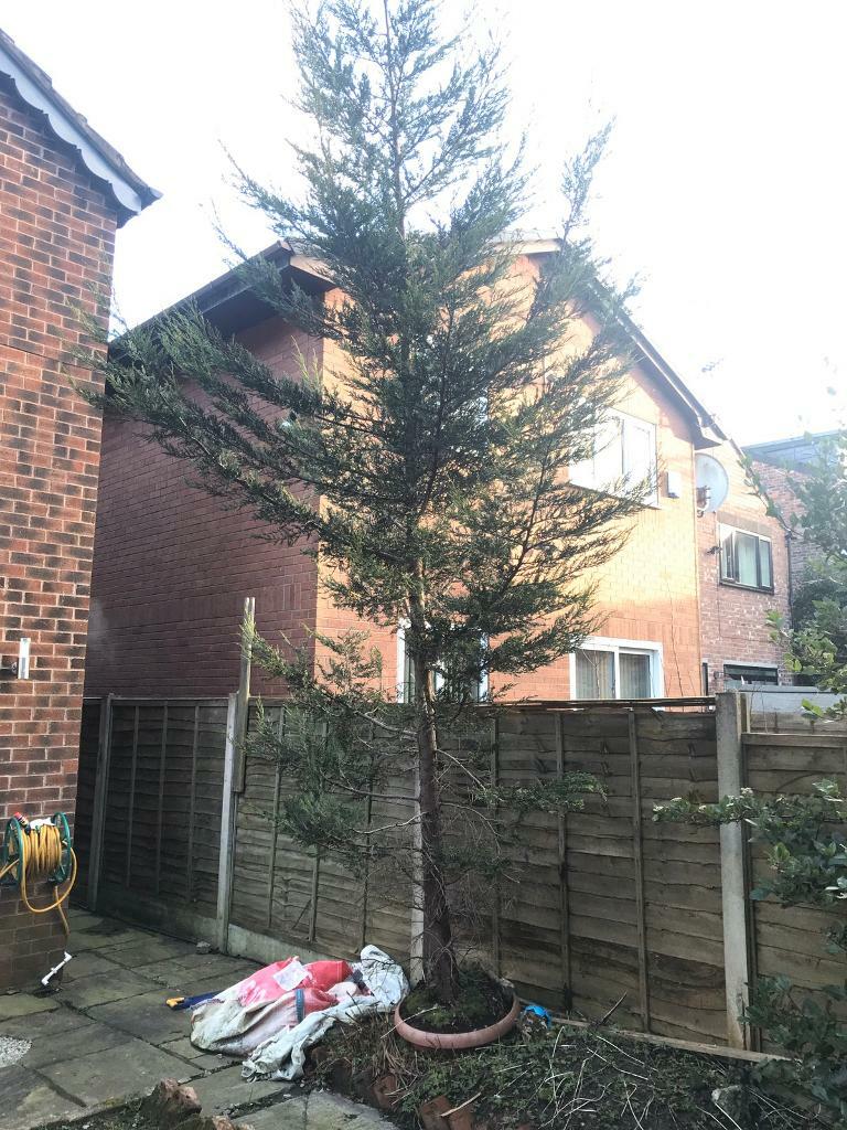 Potted Evergreen Tree *Bargain* in Didsbury, Manchester Gumtree