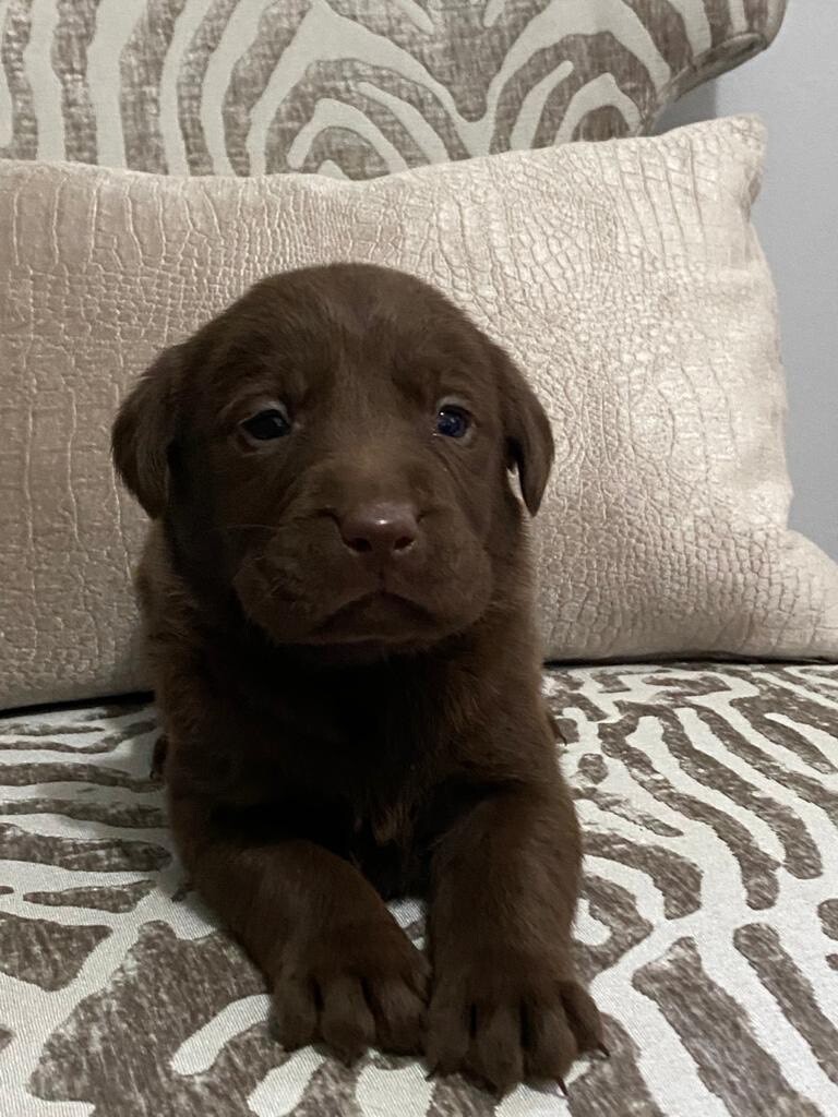 Chunky Labrador puppies in Danescourt, Cardiff Gumtree