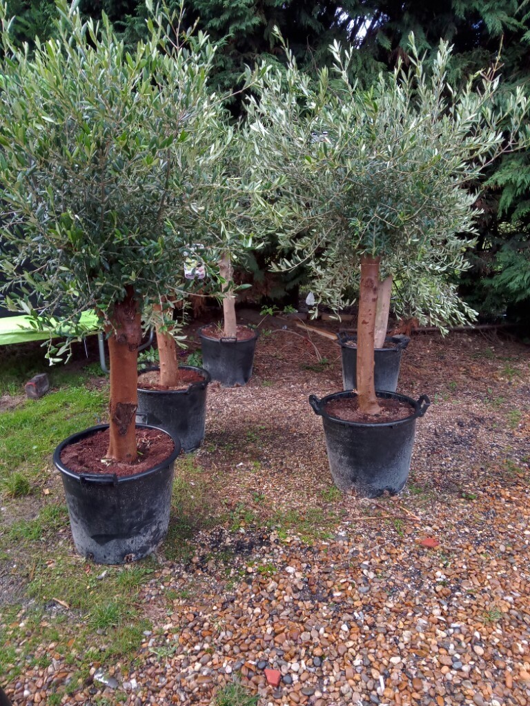 well established olive trees in Greenwich, London Gumtree