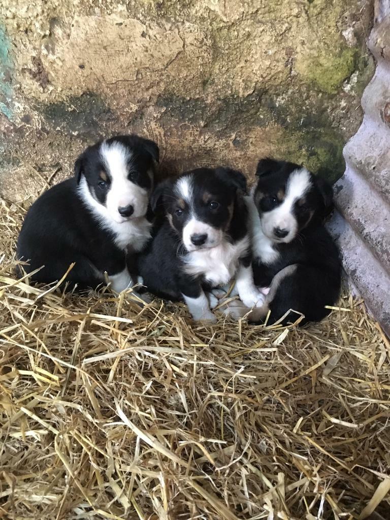 Border Collie Pups in Strathaven, South Lanarkshire Gumtree