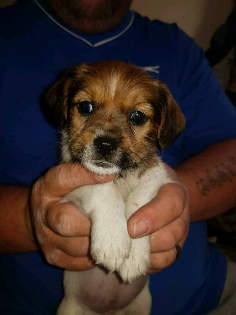 Gorgeous Litter Of Jack Russell X Shitzu In South East London