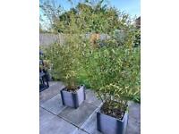 2x bamboo 1 for 40 or 2for 60£