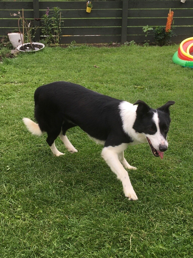 Female Border Collie for Sale in Kingussie, Highland Gumtree