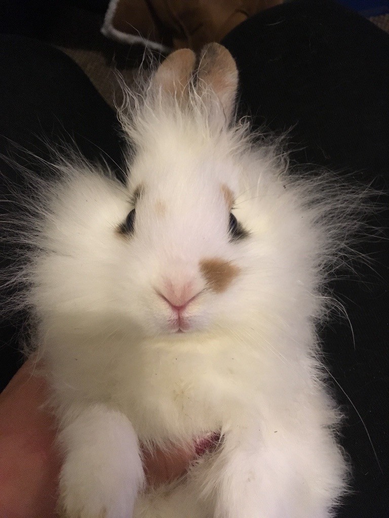 3 lionhead cross velvet baby rabbits in Plymouth, Devon Gumtree