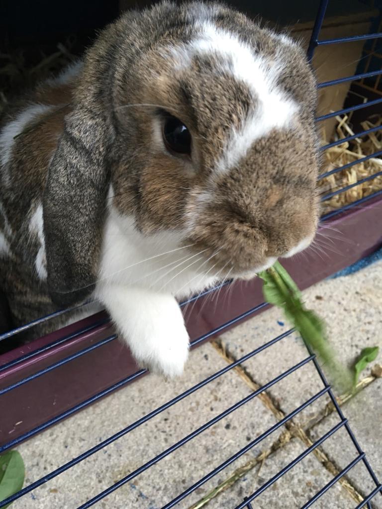House Rabbits for a good home in Armley, West Yorkshire Gumtree