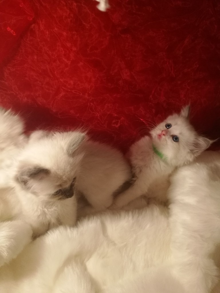Ragdoll Male Kittens for Sale in Slateford, Edinburgh Gumtree