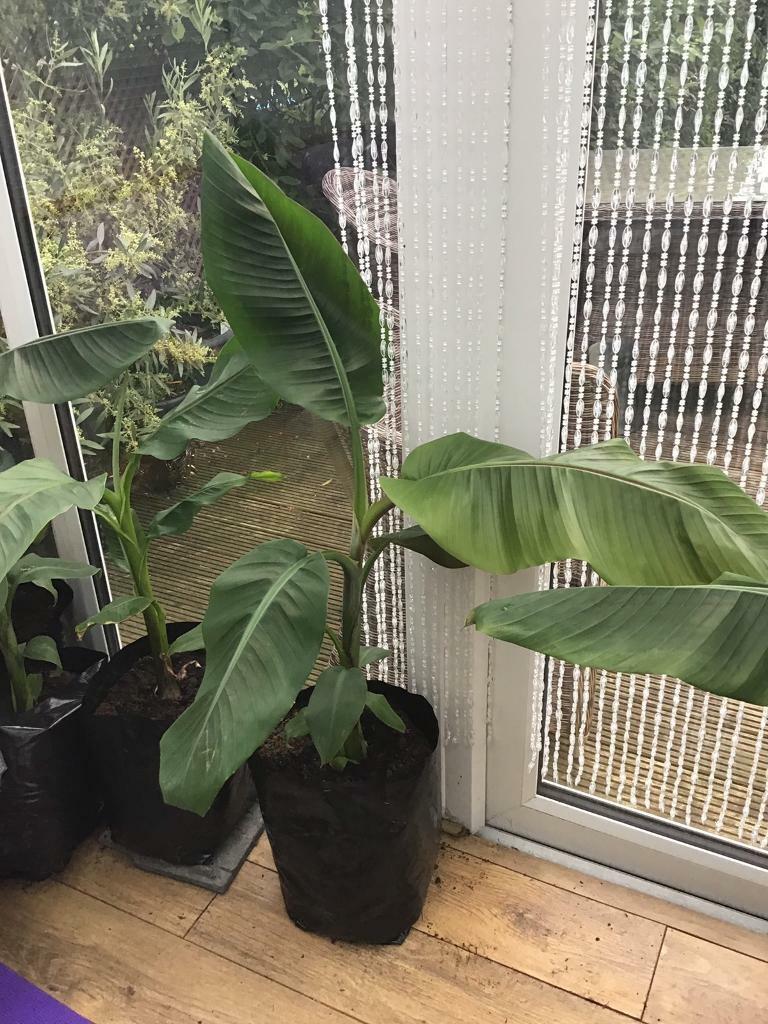 Musa Basjoo / red tiger Banana tree tropical plant, 34ft tall, UK