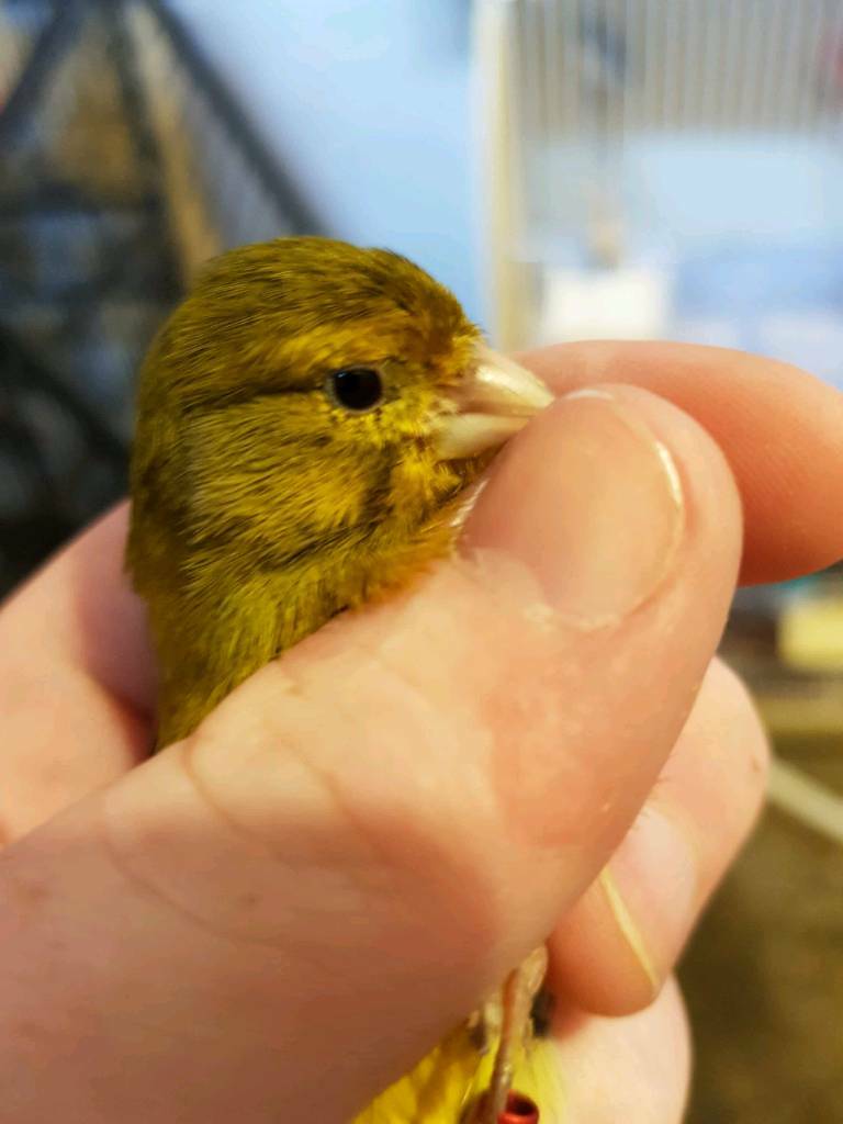 6 Irish canary in Bridgend Gumtree