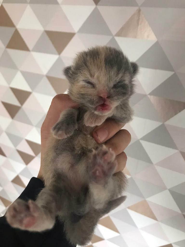 grey female kittens in Arnold, Nottinghamshire Gumtree